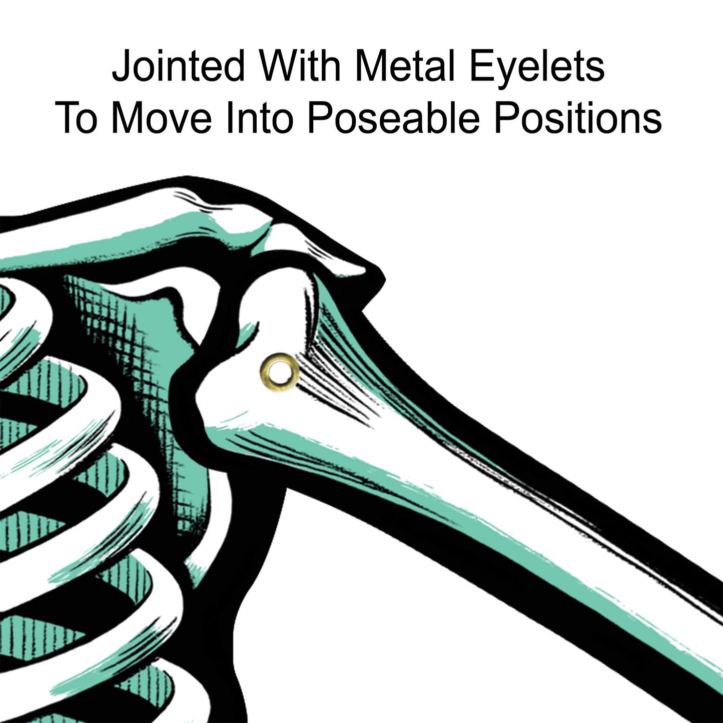 Jointed Skeletons - 22"