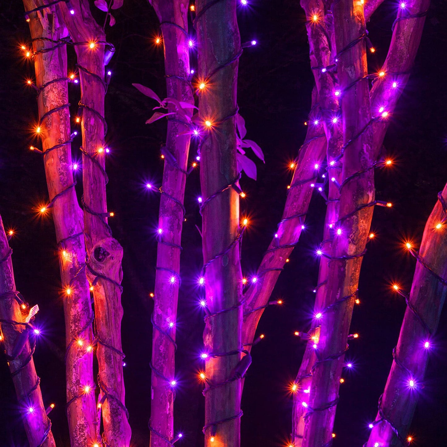 Dazzle Bright 2 Pack Total 400LED 132FT Halloween Solar String Outdoor Lights, 8 Modes Waterproof Halloween Lights for Bedroom Patio Garden Tree Party Yard Decoration (Purple & Orange)