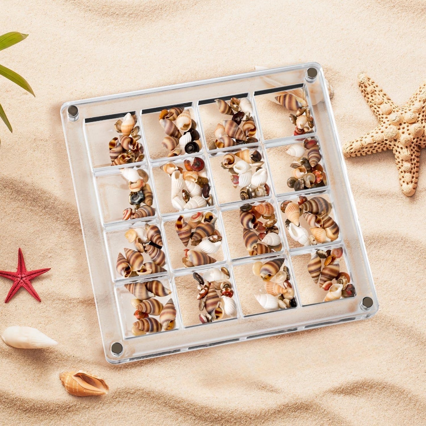 Artlunar 16 Grids Square Clear Acrylic Shadow Boxes Mini Seashell Collection Display Box Shell Display Cases