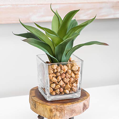 plant Square Glass Vase Clear Flower Decorative Centerpiece for Home or Wedding, Candle Holder, 5 x 5, Set of 2