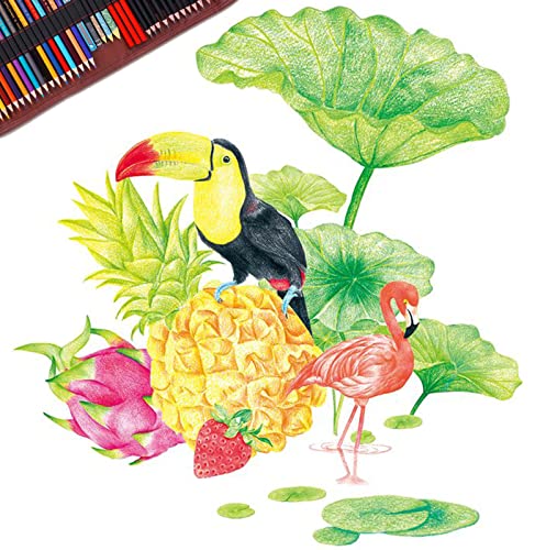 Heshengping Sketch & Drawing Art Pencil Kit-50 Piece Set, Include 24 Color Pencil(For Adult Kid Coloring Books) & Graphite Charcoal-Pencil Etc., Art Supply Ideal for Adult, Kid,Student, Beginner
