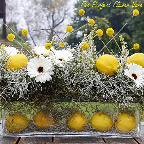 CYS Excel Glass Rectangle Vase (H:4" Open:16"x4") | Multiple Size Choices Rectangular Flower Vase Centerpieces | Decorative Wedding Centerpiece Vases | Glass Terrarium Container